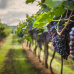 Wino niejedno ma imię