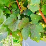 Szwejk serwuje wina z rodzinnej winnicy Dolle z Doliny Wachau